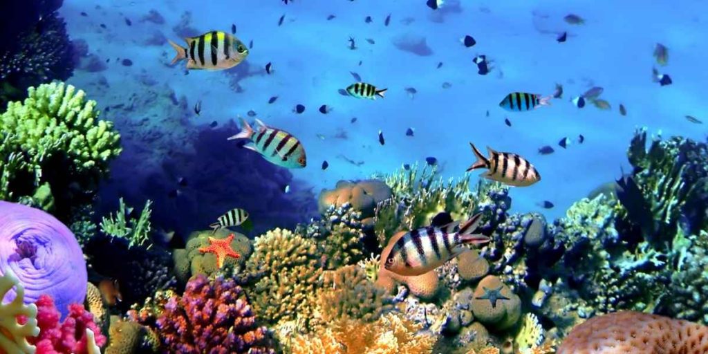 la barrière de corail Bahamas