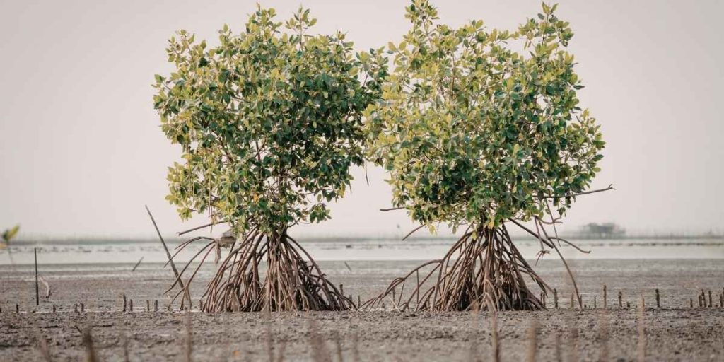 cocotiers et mangroves