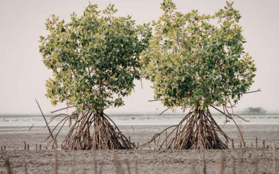 Cocotiers et mangroves à Dubaï: immersion dans les écosystèmes secrets de l’émirat