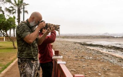 Observation des oiseaux à Dubaï: les zones naturelles où la vie ailée prospère