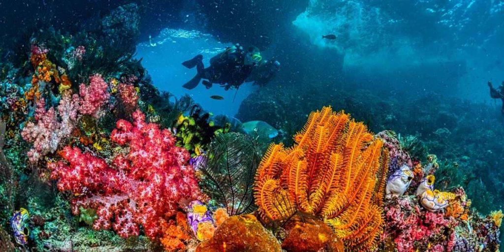 barrière de corail Bahamas