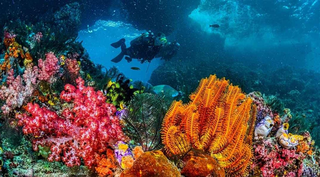 barrière de corail Bahamas
