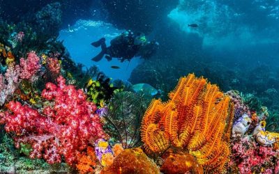 Barrière de corail Dubaï : où plonger pour admirer les plus beaux récifs de la région ?