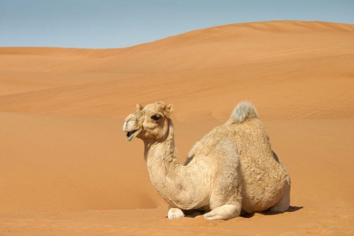 Activités familiales incontournables à Dubaï avec enfants
